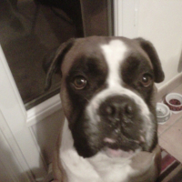 Photo #258698 de cuba