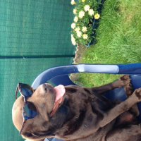 Photo #258745 de Shelsa 