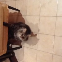 Photo #258748 de Birikin