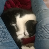 Photo #258756 de Moustique