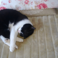 Photo #258757 de Moustique