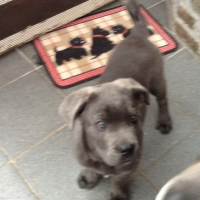 Photo #258765 de Raoul