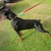 Photo #258768 de Serbo