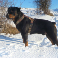Photo #258769 de Serbo