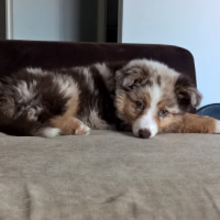 Photo #258818 de LADY