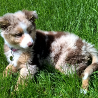 Photo #258822 de LADY