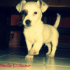 Photo de l'animal n°35288