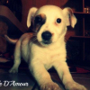 Photo de l'animal n°35288