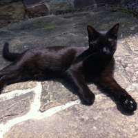 Photo #258887 de Suzy