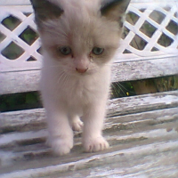 Photo #258895 de Lily