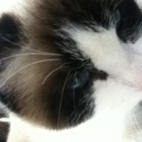 Photo #258903 de Lily