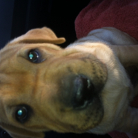 Photo #258959 de pepsi