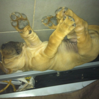 Photo #258961 de pepsi