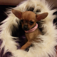 Photo #259006 de Missy
