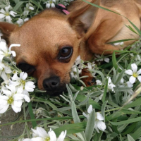 Photo #259013 de Missy