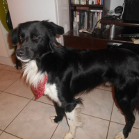 Photo #259062 de Diablo