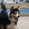 Photo de l'animal n°35384