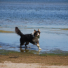 Photo de l'animal n°35384