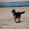 Photo de l'animal n°35384