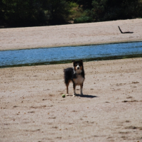 Photo de l'animal n°35384