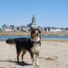 Photo de l'animal n°35384