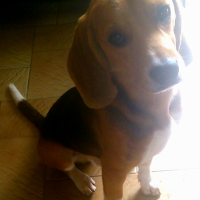 Photo #259182 de Idax