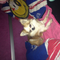 Photo #259203 de Gaufrette 