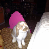 Photo #259224 de Pantoufle