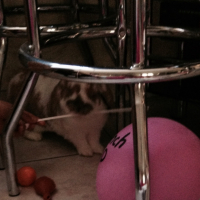Photo #259225 de Pantoufle
