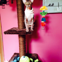 Photo #259227 de Lewis