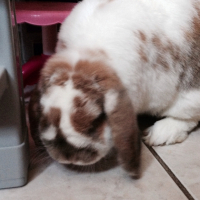 Photo #259231 de Pantoufle
