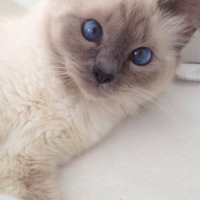 Photo #259302 de Djenga