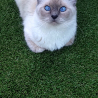 Photo #259306 de Djenga