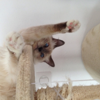 Photo #259307 de Djenga