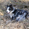 Photo de l'animal n°35479