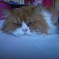 Photo #259434 de Tiamo