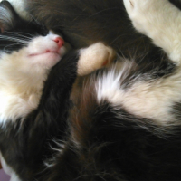 Photo #259457 de monster