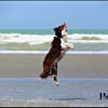 Photo de l'animal n°35569