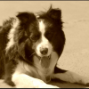 Photo de l'animal n°35569