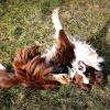 Photo de l'animal n°35569