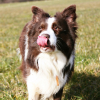 Photo de l'animal n°35569