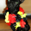 Photo de l'animal n°35591