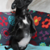 Photo de l'animal n°35591