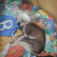 Photo #259582 de Little Grumpy 