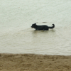 Photo de l'animal n°35610