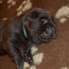 Photo de l'animal n°35108