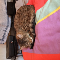 Photo #259735 de Cerise