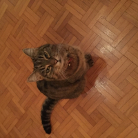 Photo #259738 de Cerise