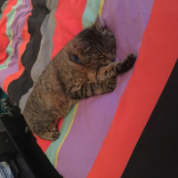 Photo #259739 de Cerise
