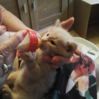 Photo #259741 de Baileys